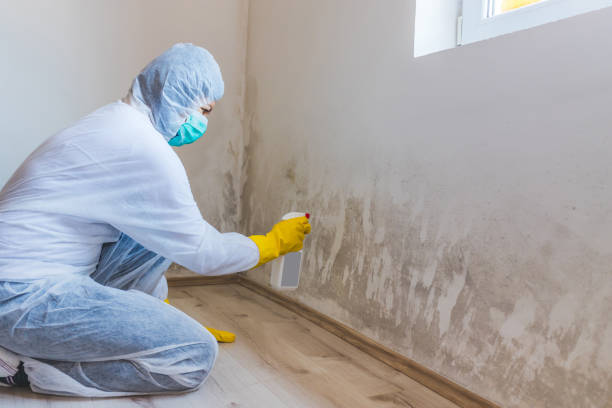 Licensed Commercial Mold Remediation service in Camden, NJ - WQB Mold Removal